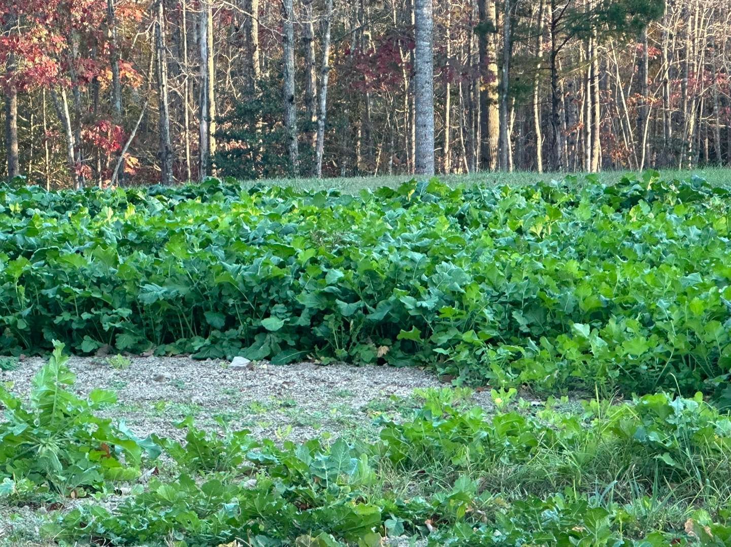 A field of green plants with trees in the background