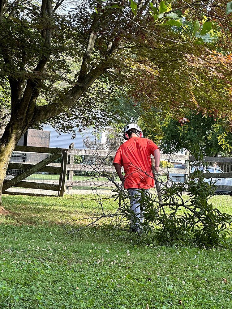 Person in orange shirt and protective gear carrying branches in a grassy yard, near a wooden fence and trees.