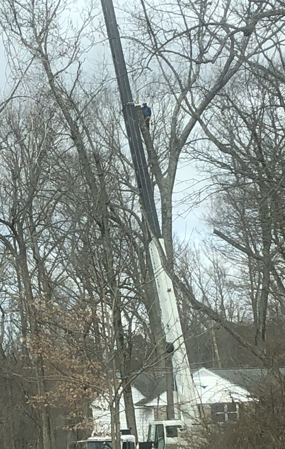A tree is being trimmed by a worker in a bucket truck. The setting is residential and outdoors.