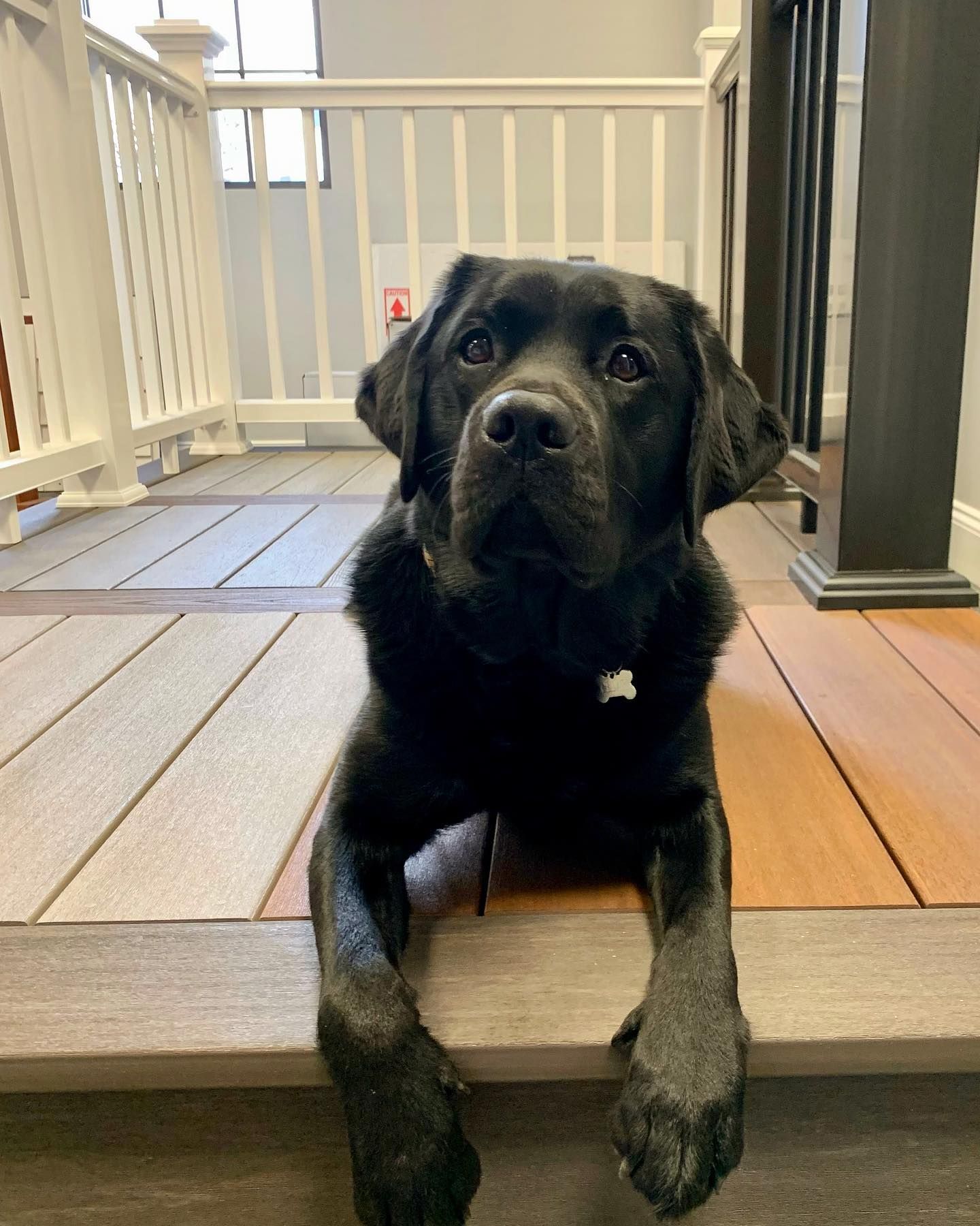 A black dog is laying on a wooden deck and looking at the camera.