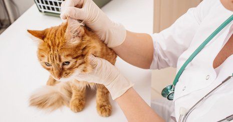 Cat having a wellness exam