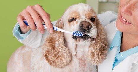 Dental service for dog