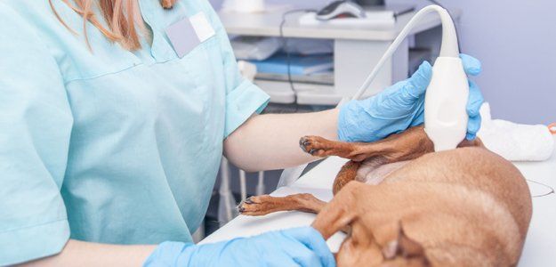 Ultrasound on dog