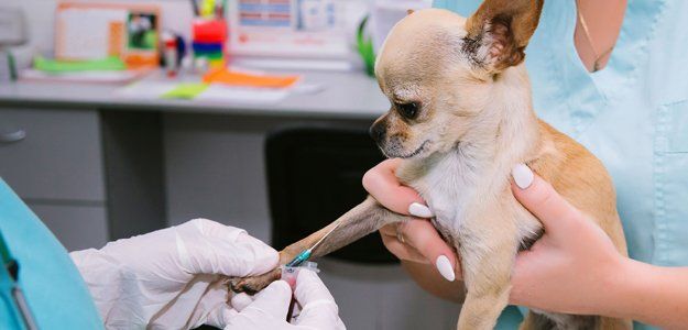 Dog having an in-house laboratory exam
