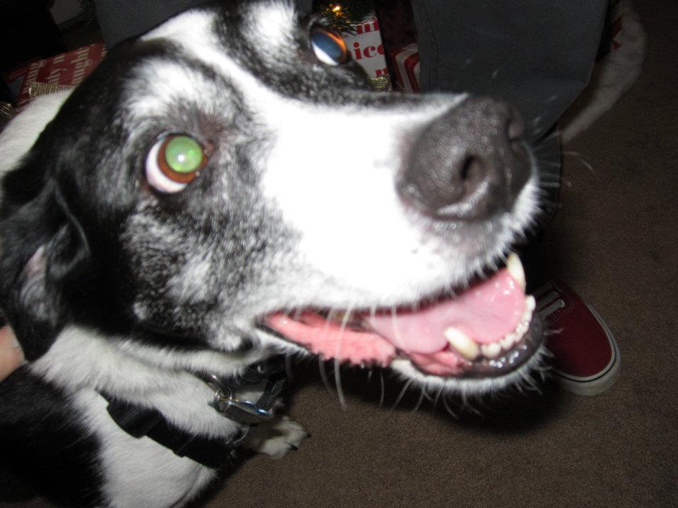 Good Mojo Pet Care | Happy Oreo