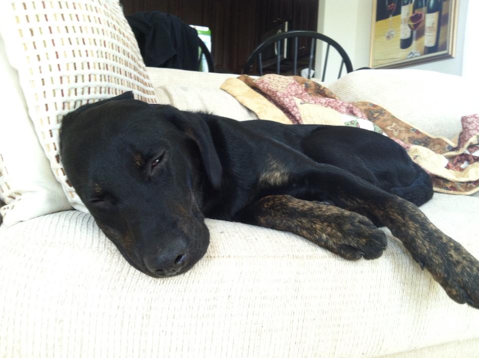 Good Mojo Pet Care | Manatee