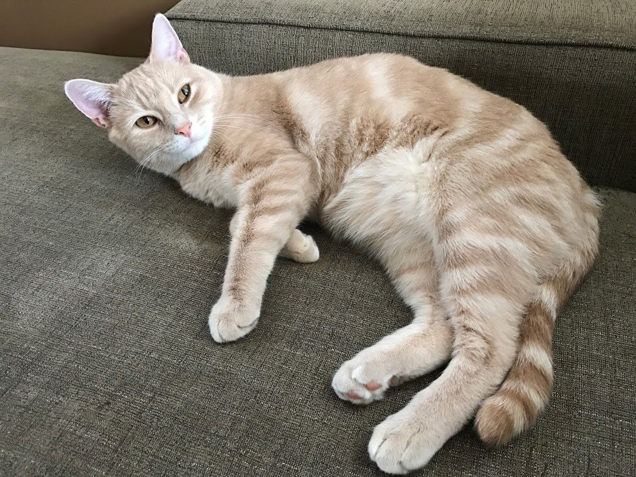 Good Mojo Pet Care | Rico