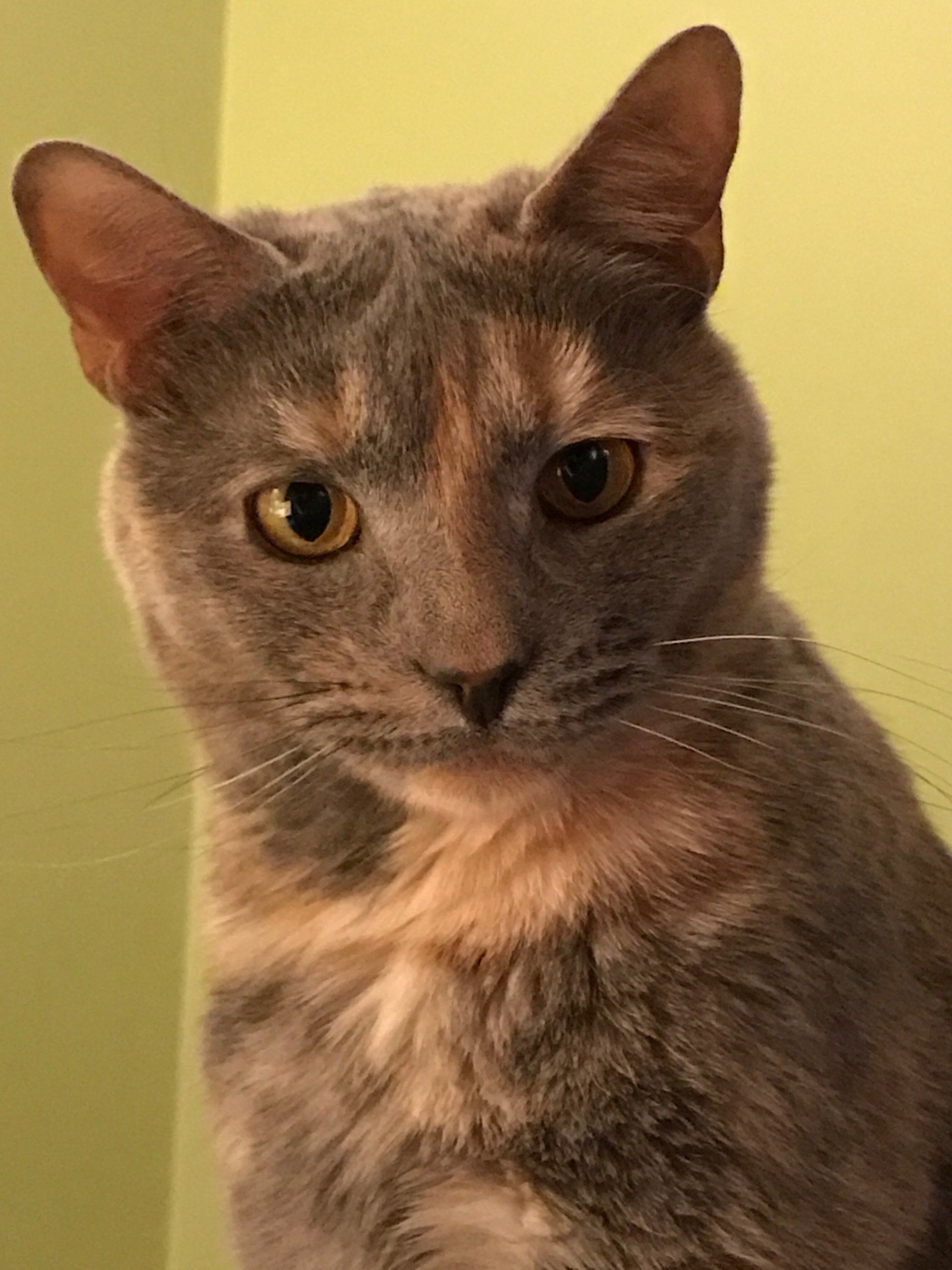 Good Mojo Pet Care | Sugar