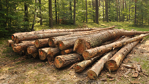 Timber
