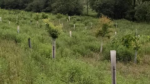 Newly planted trees