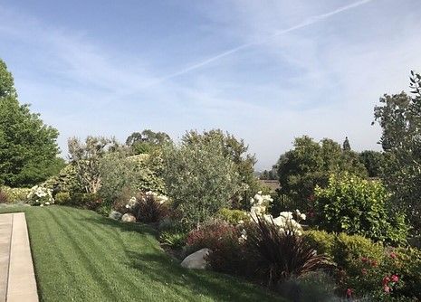 A lush green lawn surrounded by trees and bushes on a sunny day.