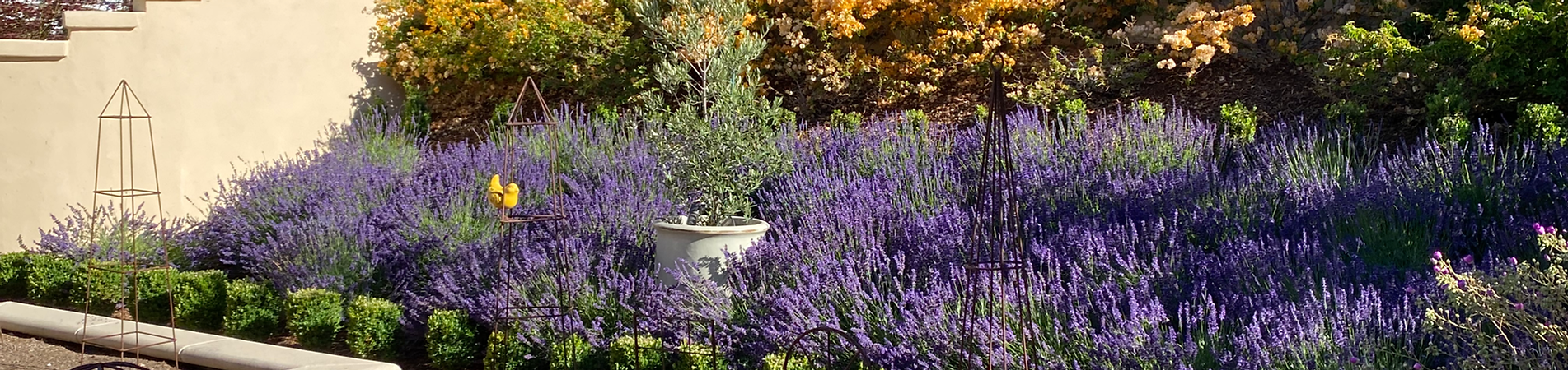 A bunch of purple flowers are growing in a garden.