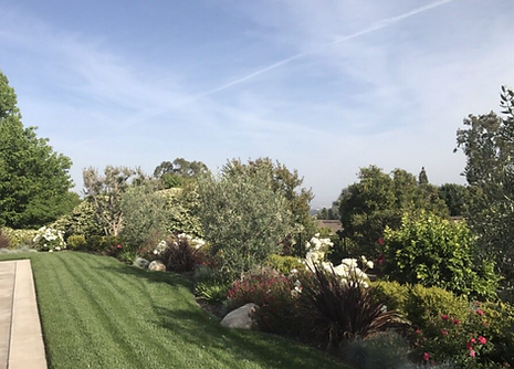 A lush green lawn surrounded by trees and bushes on a sunny day.