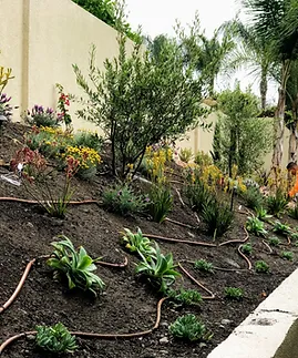 A garden with a lot of plants and a fence in the background.