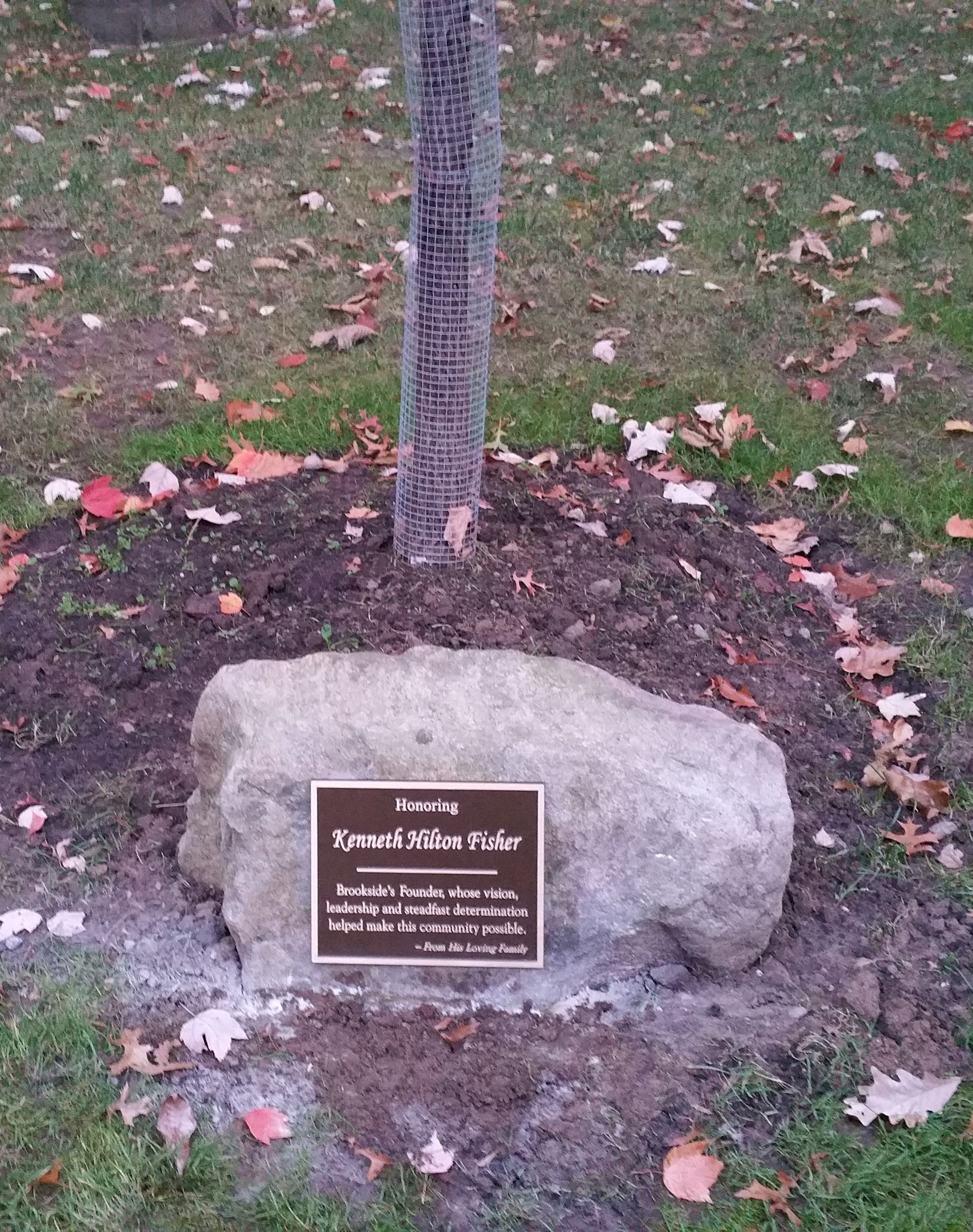 A tree with a bronze plaque on a stone in a grassy area with fallen leaves