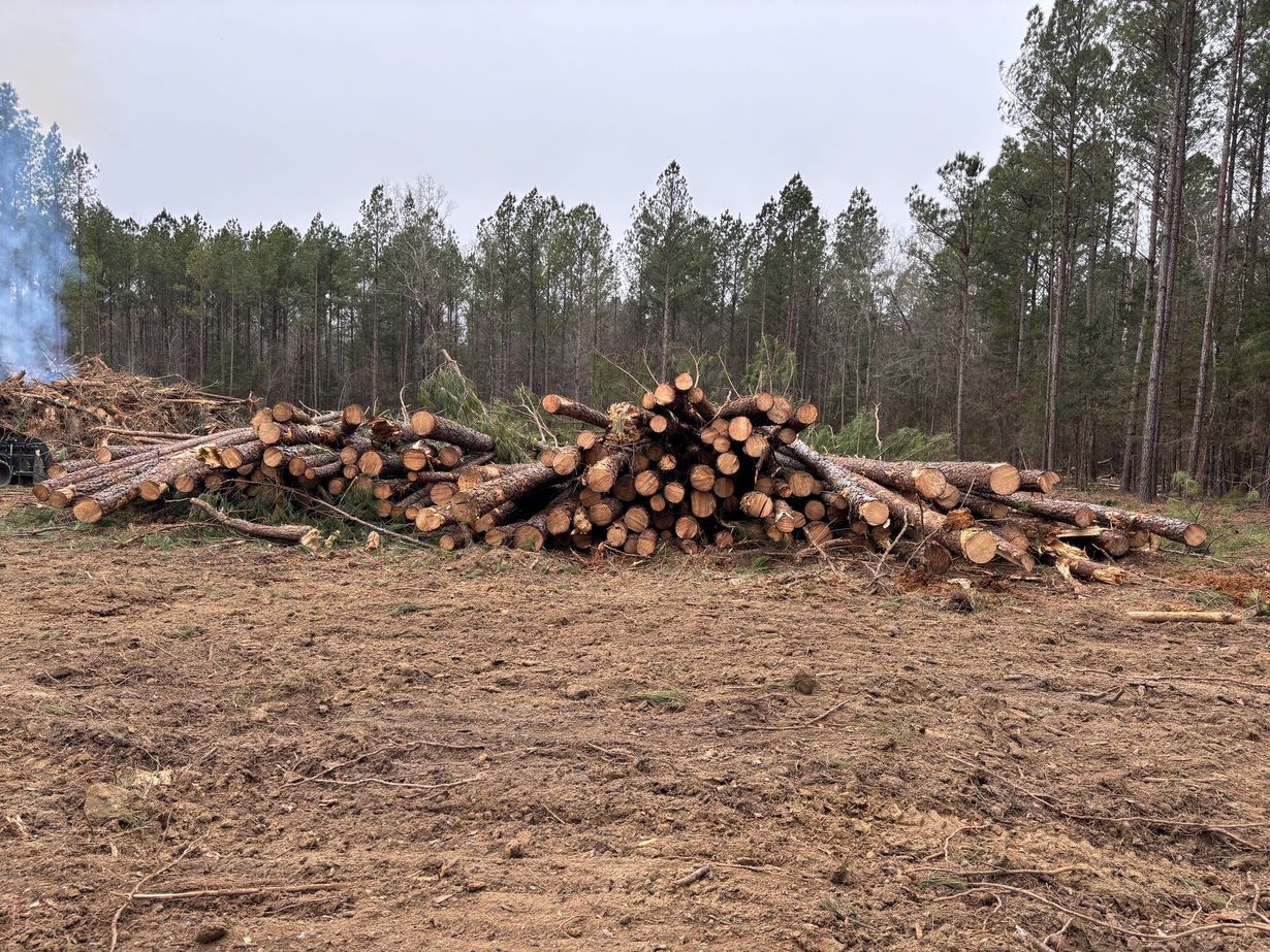 Piles of cut logs stacked in a cleared forest area with trees in the background.