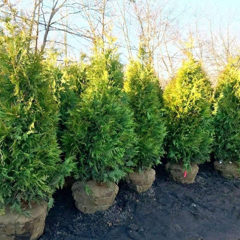 a bunch of arborvitaes are sitting in the dirt in a row