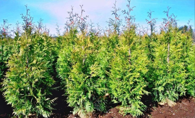 a row of arborvitaes in a field with a blue sky in the background