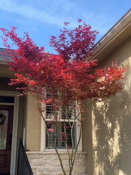 A tree with red leaves is in front of a house.
