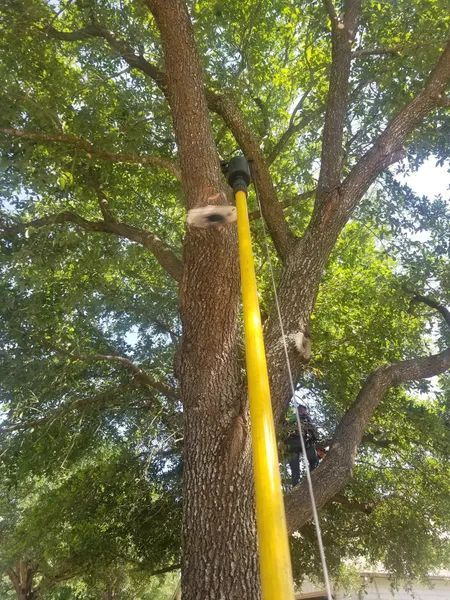 A person is climbing a tree with a yellow pole attached to it.