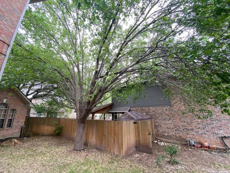 A large tree is in the backyard of a house next to a wooden fence.
