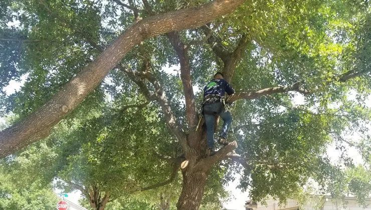A man is climbing up the side of a tree.