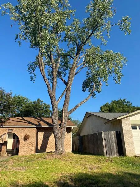 A large tree is standing in front of a house.