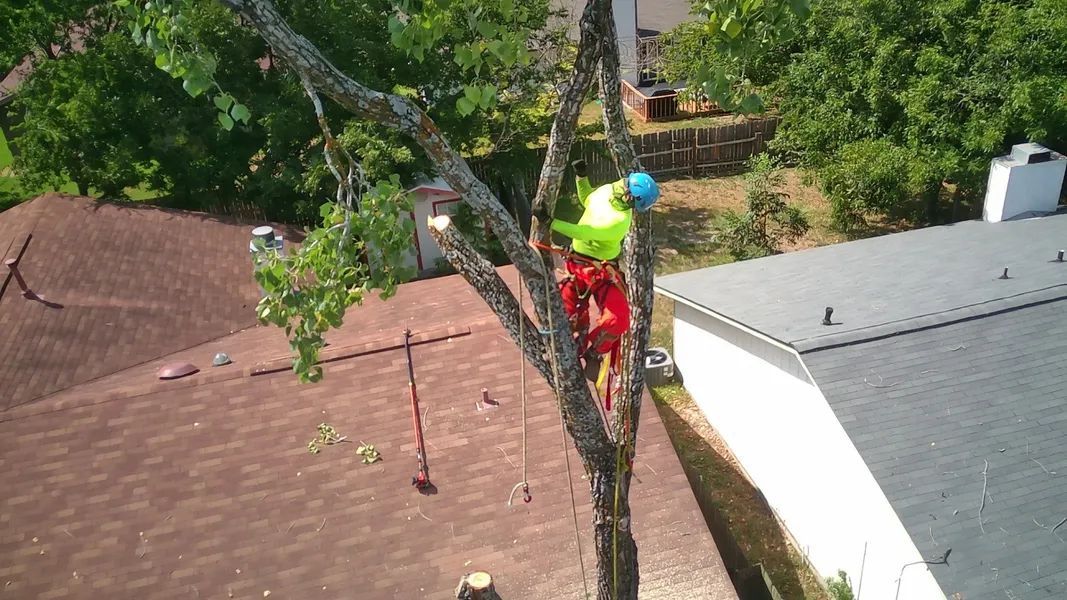 An aerial view of a tree being cut down in front of a house.