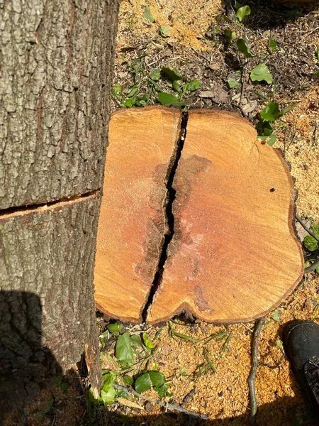 A piece of wood is sitting on the ground next to a tree stump.