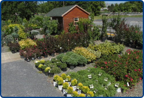 Trees and shrubs