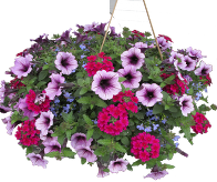 hanging basket of petunias