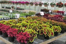 colored coleus