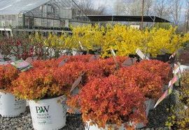 colorful shrubs