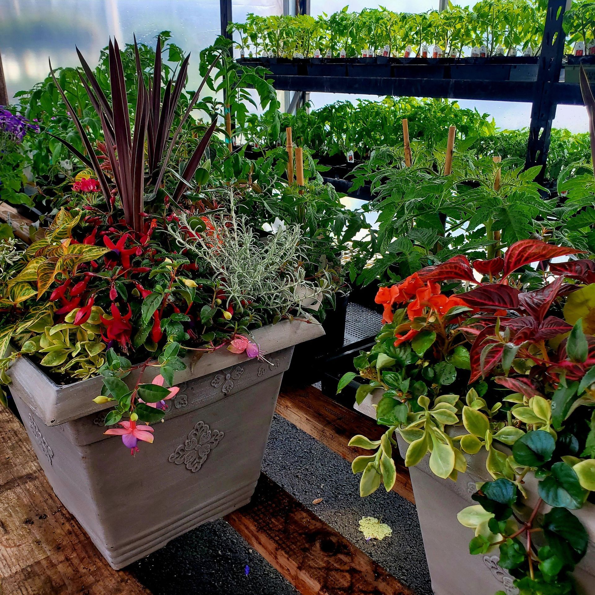 Two large planters filled with colorful flowers and green plants sit on a wooden bench inside a bright greenhouse.
