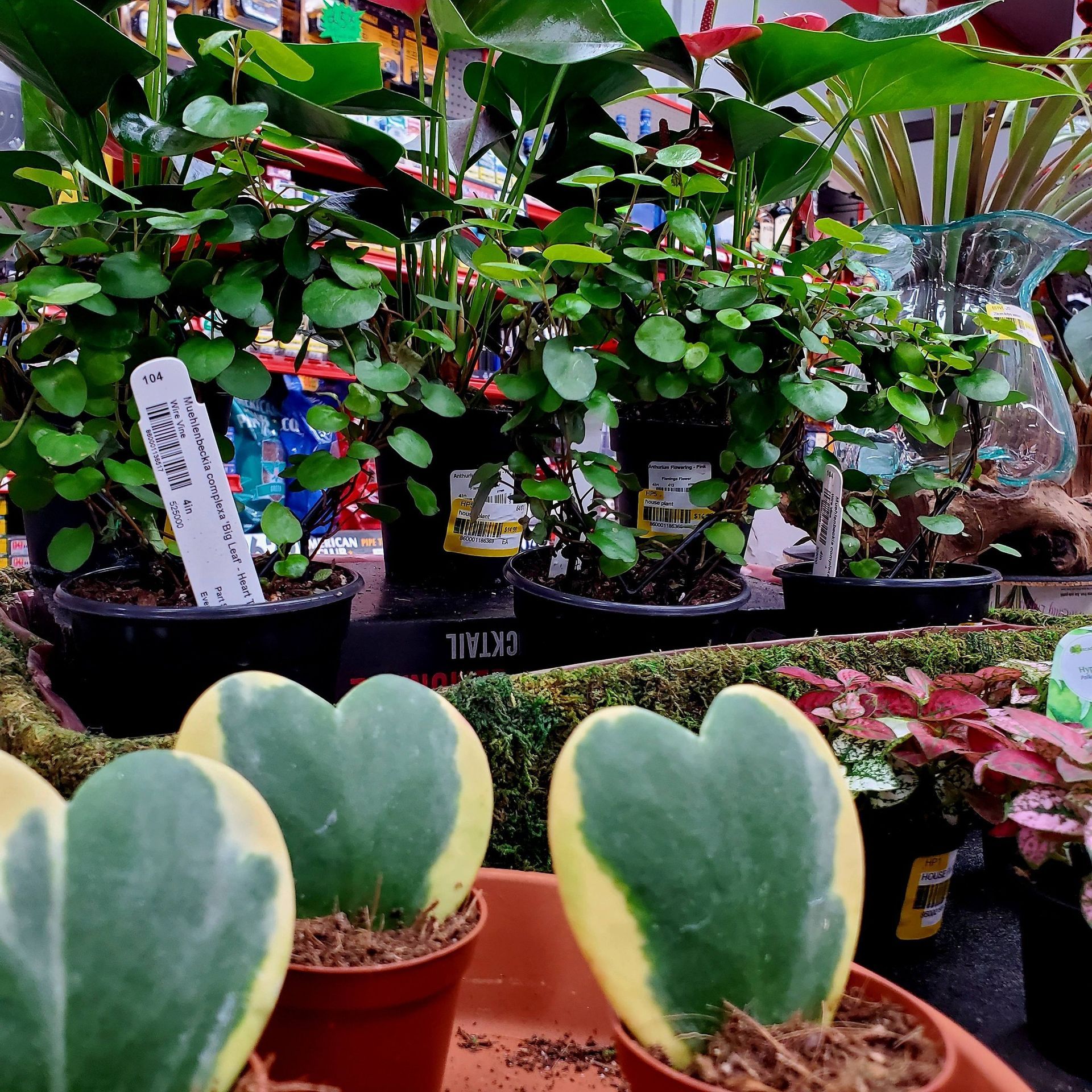 Small heart-shaped variegated Hoya plants in pots, with leafy green house plants visible on a shelf in the background.
