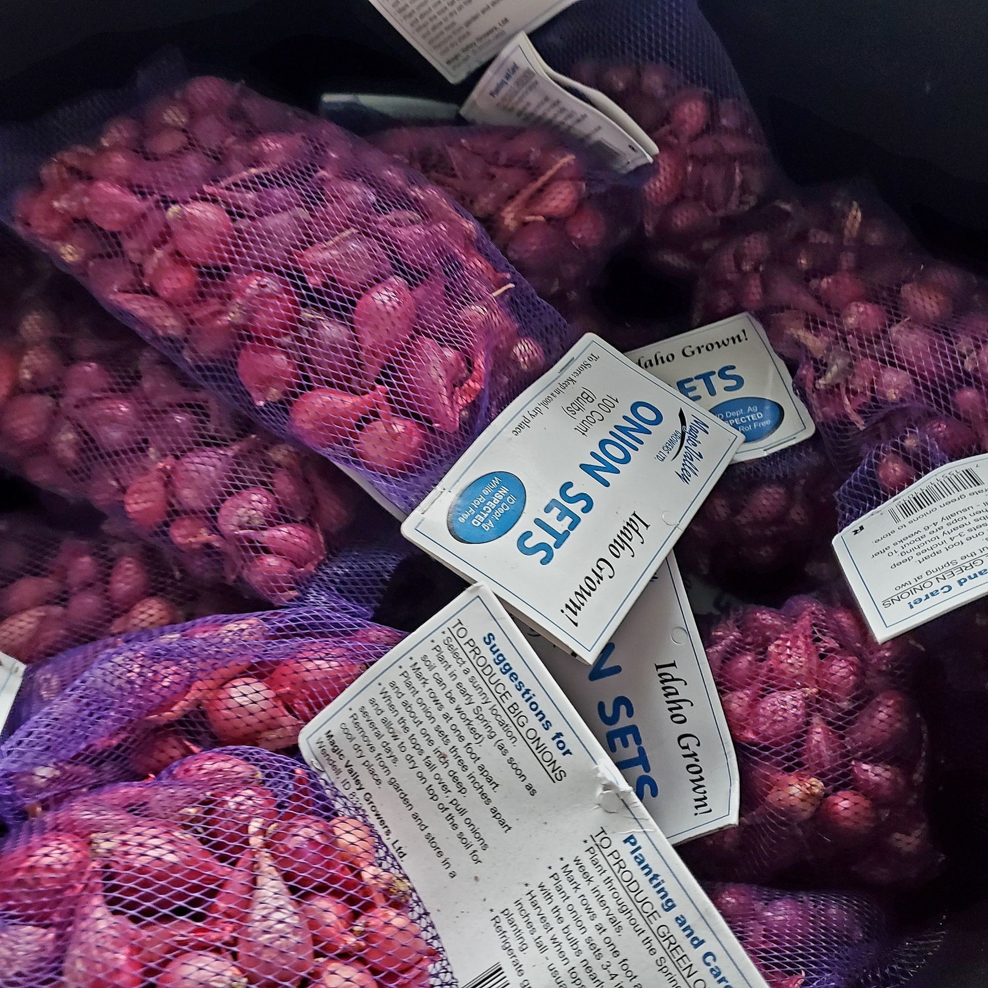 Several purple mesh bags filled with small, Idaho-grown red onion sets with informational tags attached.
