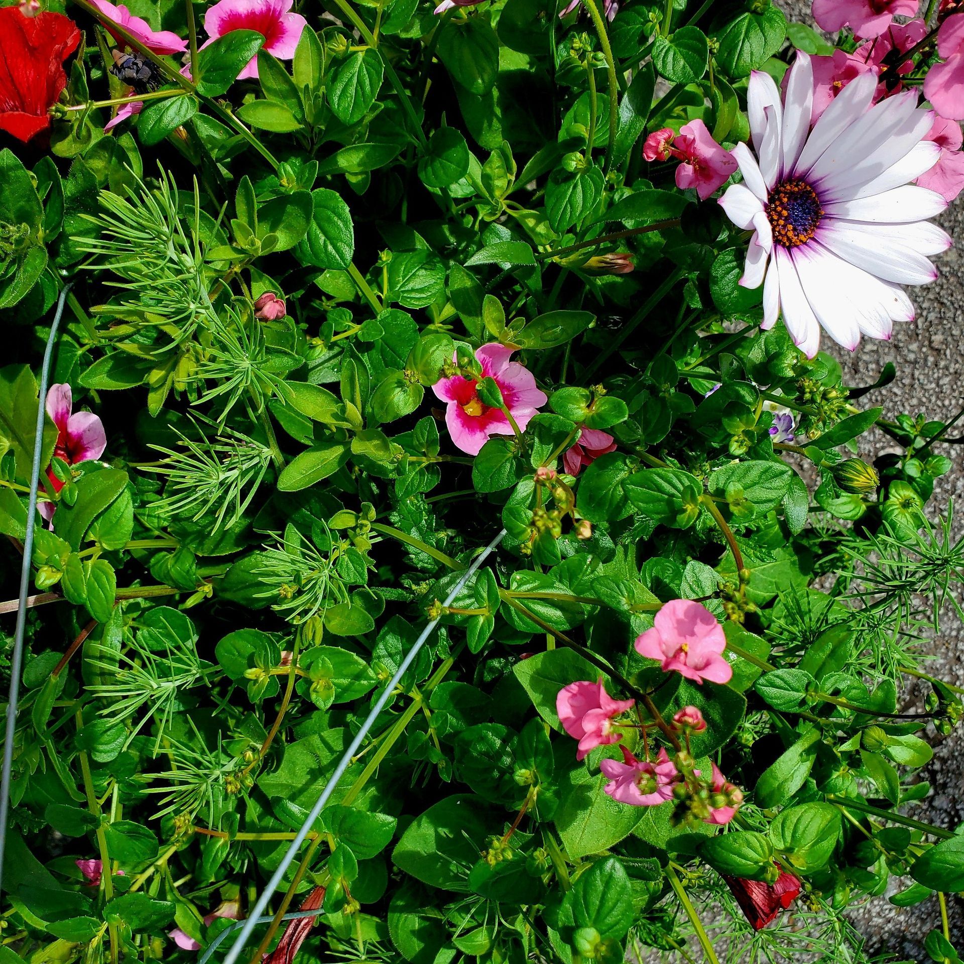 A bright garden arrangement with a large, white daisy, smaller pink blooms, and vibrant green foliage.
