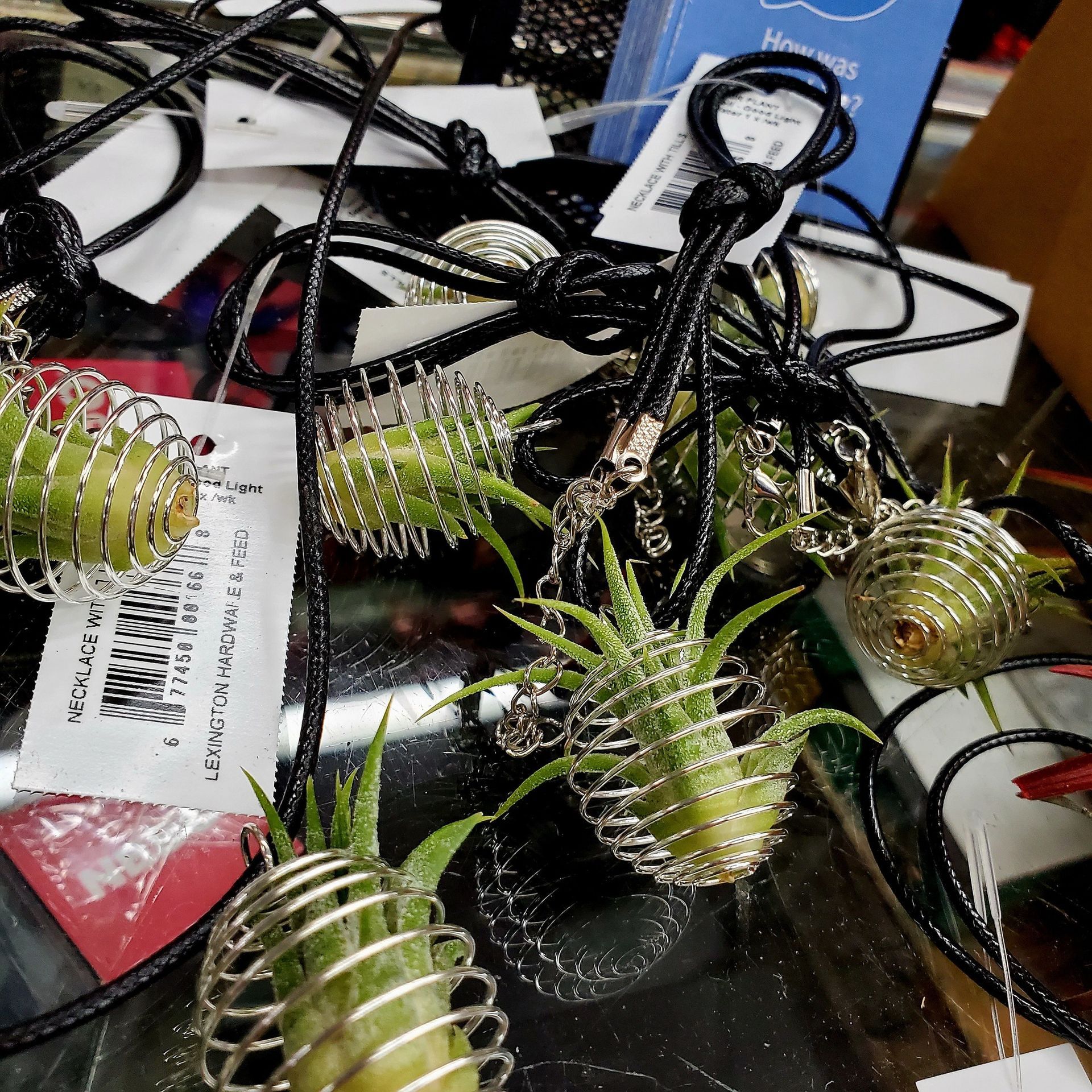Several small air plants in silver wire cage pendants attached to black cord necklaces, sitting on a cluttered surface.