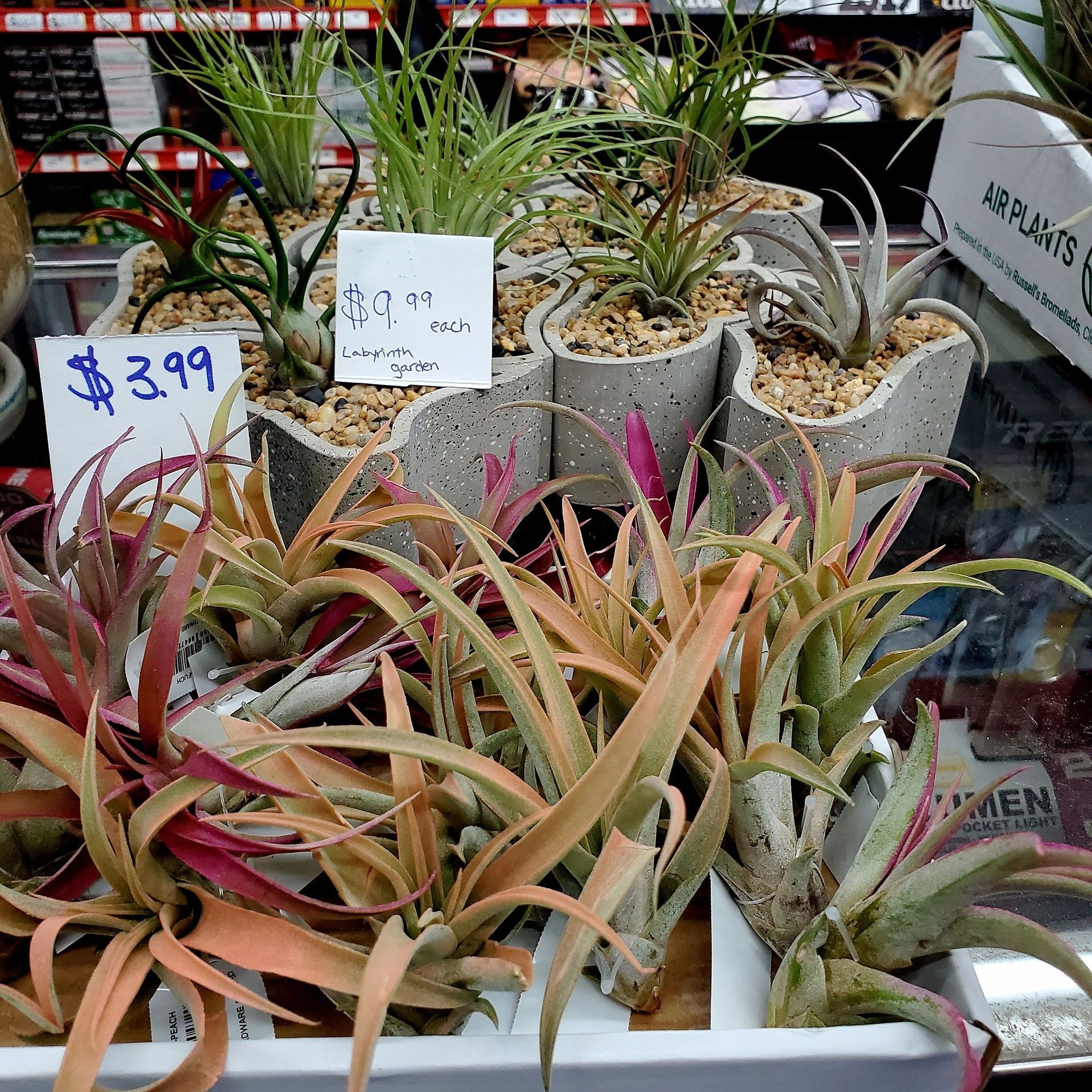 Assorted air plants in decorative pots, some displaying reddish hues, with handwritten price tags in a store display.
