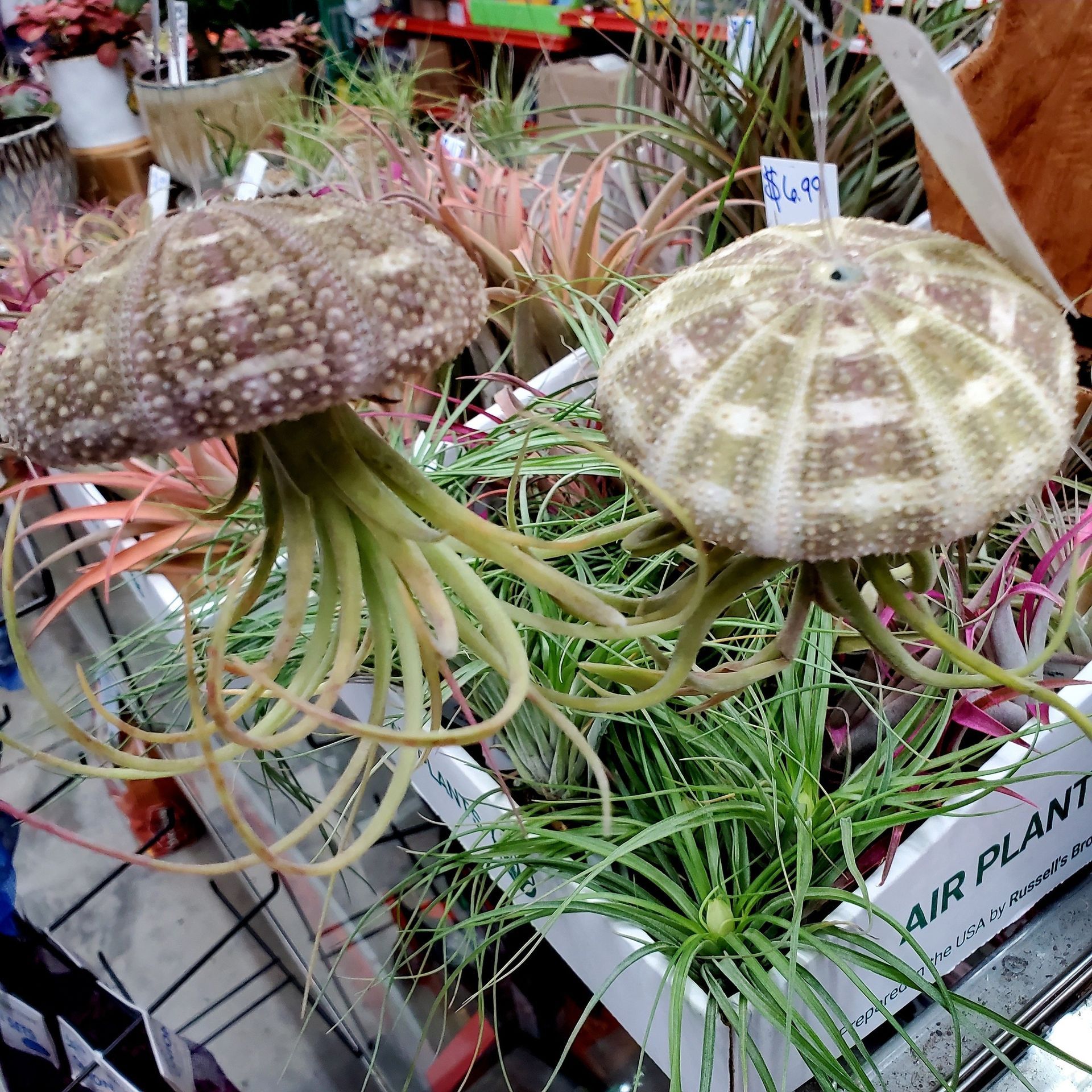 Two air plants tucked inside dried sea urchin shells, hanging above a display of various air plants in a store.