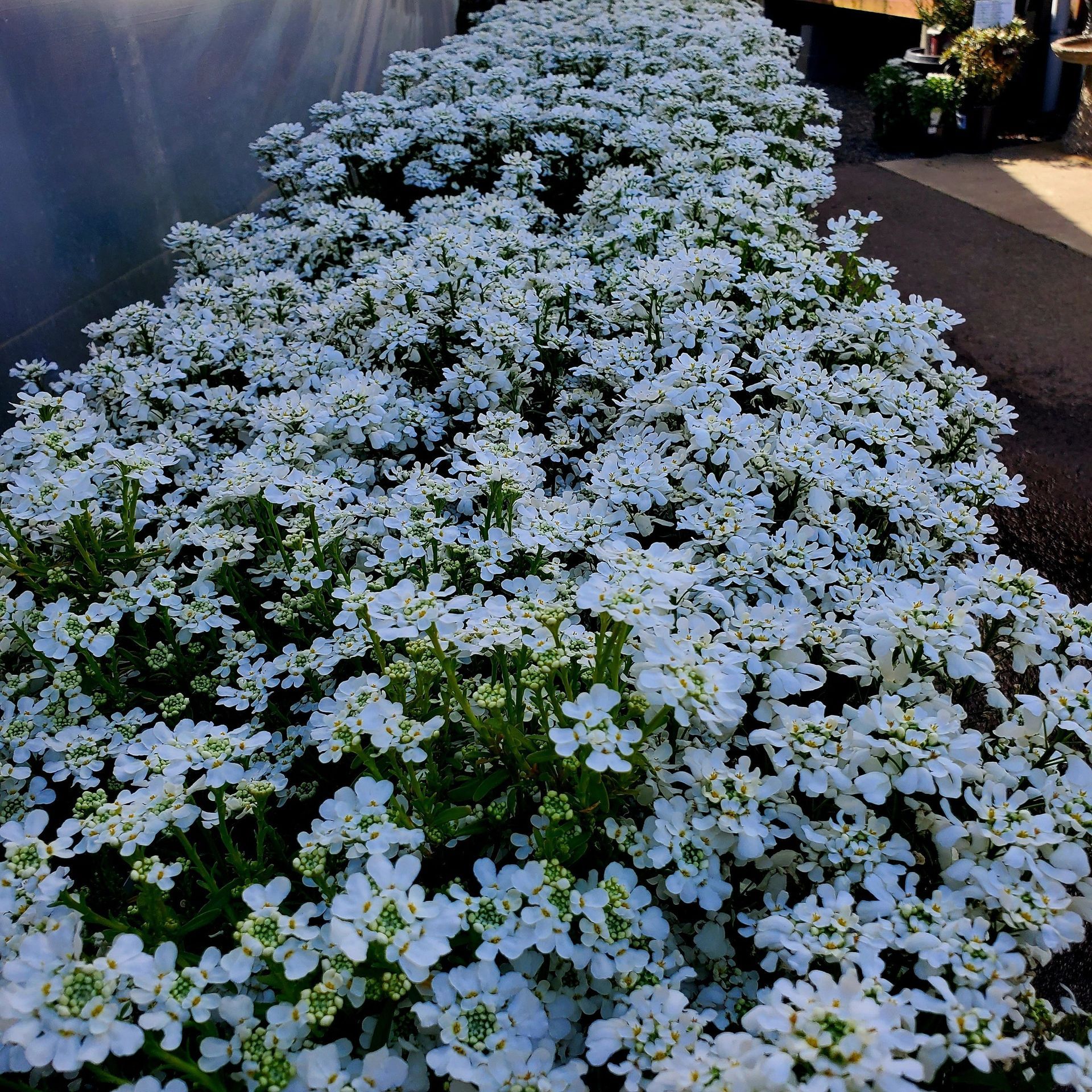 A dense row of blooming white candytuft flowers in a greenhouse setting.