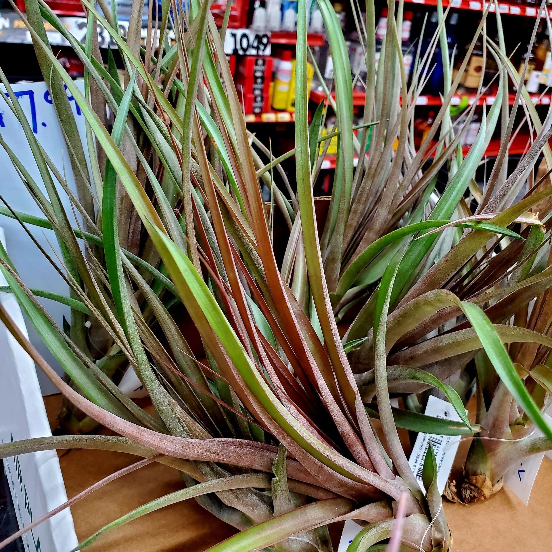 A cluster of spiky air plants with long, tapered green and reddish-brown leaves sitting on a surface in a store.