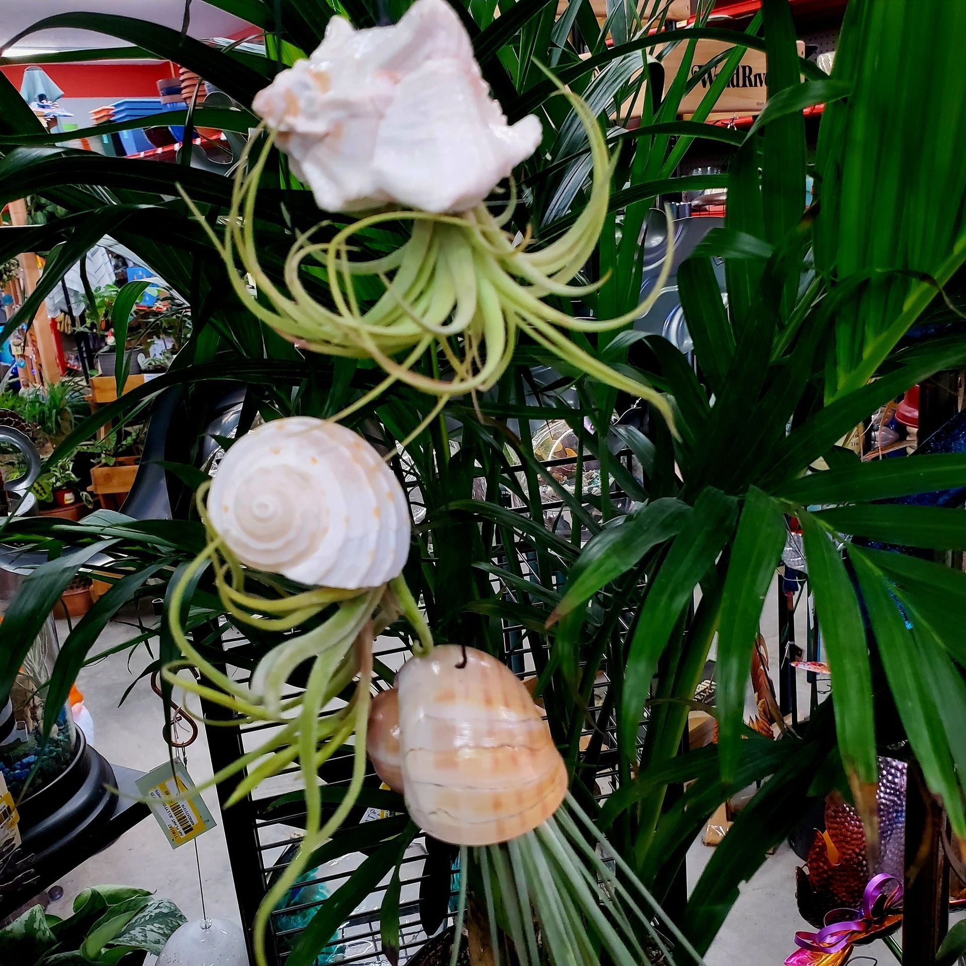 Three air plants are growing inside individual decorative seashells, hanging among the green leaves of a larger plant.