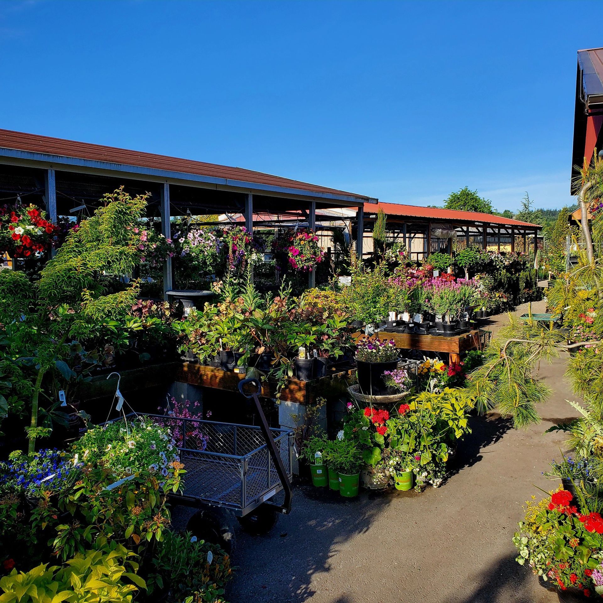 A sunny outdoor plant nursery with hanging baskets, potted flowers, and wooden display tables under a covered structure.
