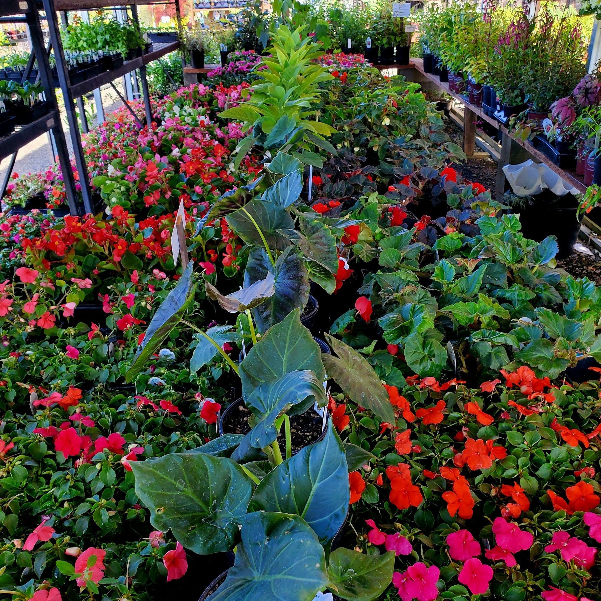 A plant nursery greenhouse filled with rows of blooming red flowers, lush green foliage, and various potted plants.