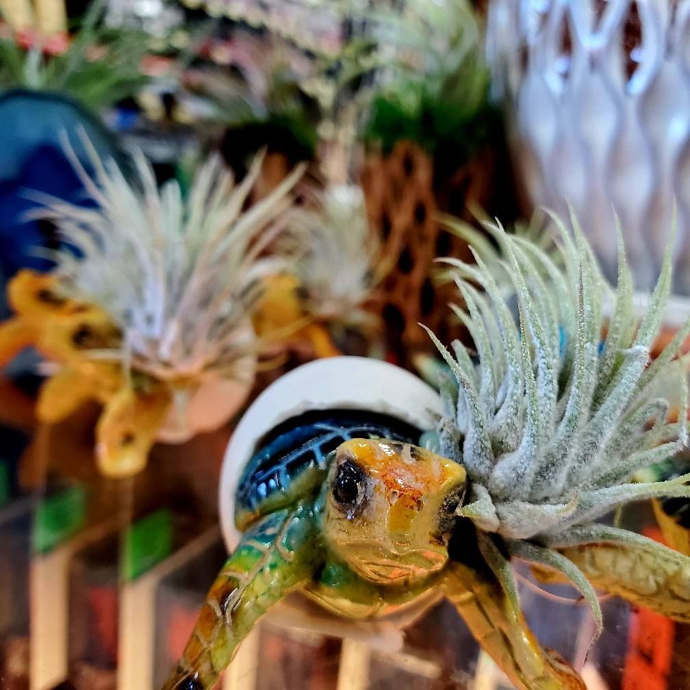 A small, realistic turtle figurine emerging from a white shell, adorned with a spiky, silver-green air plant.