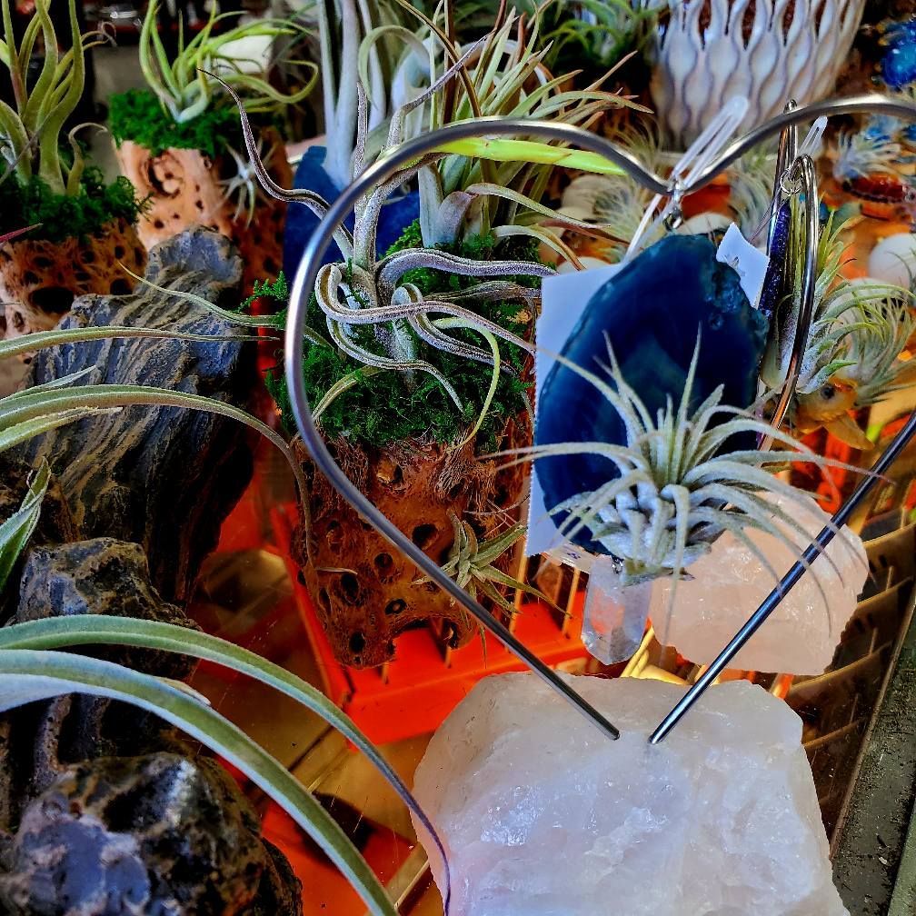 Air plants set in natural wood and stones, with one attached to a silver heart-shaped wire frame on a white quartz base.
