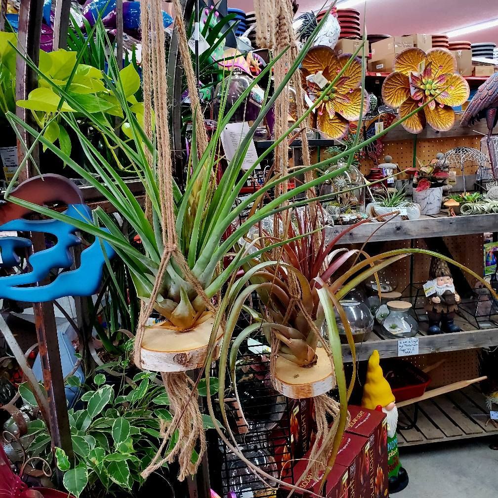 Two air plants in hanging wooden disc planters displayed inside a retail store.