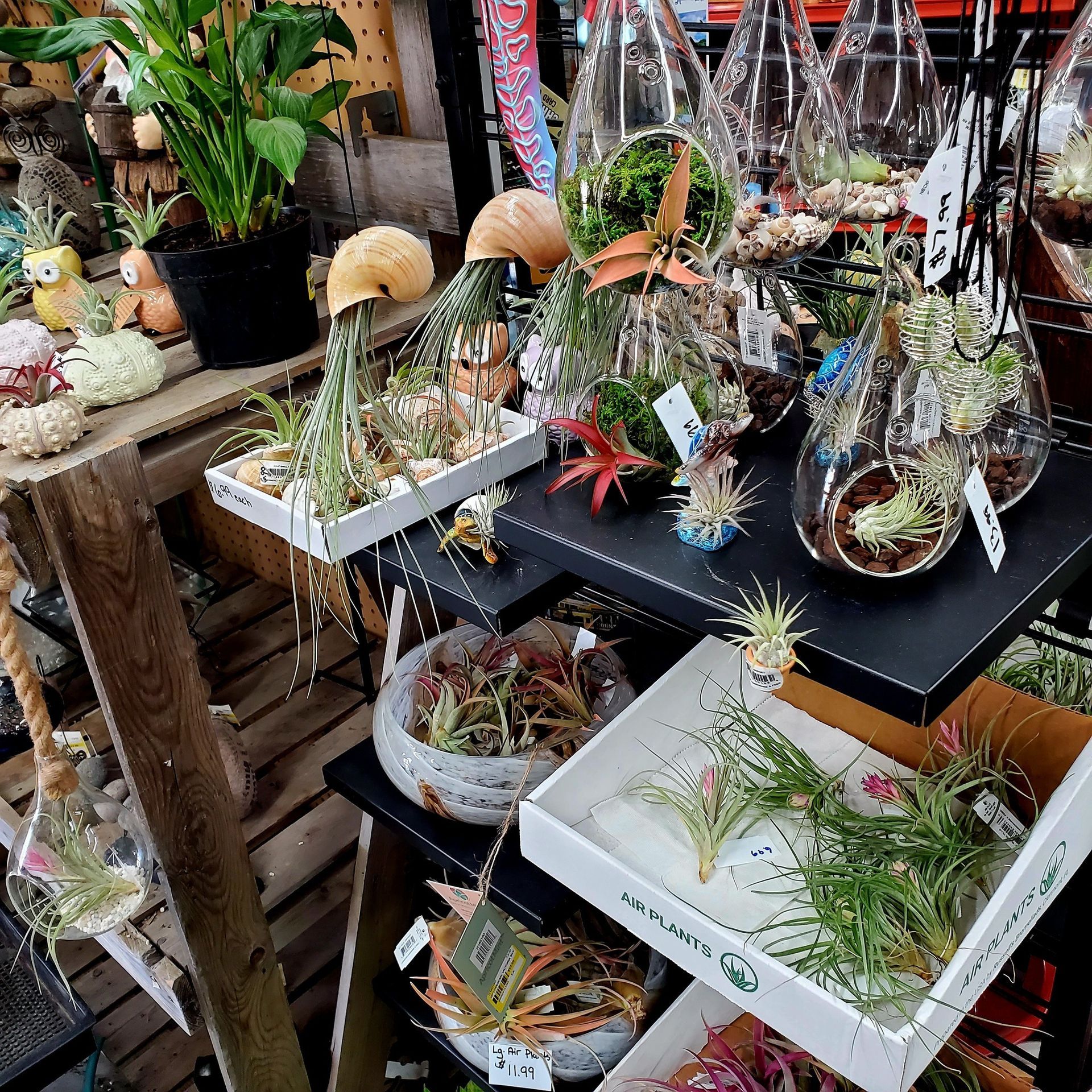A variety of air plants, including some in decorative glass terrariums and shells, arranged on shelves in a store.