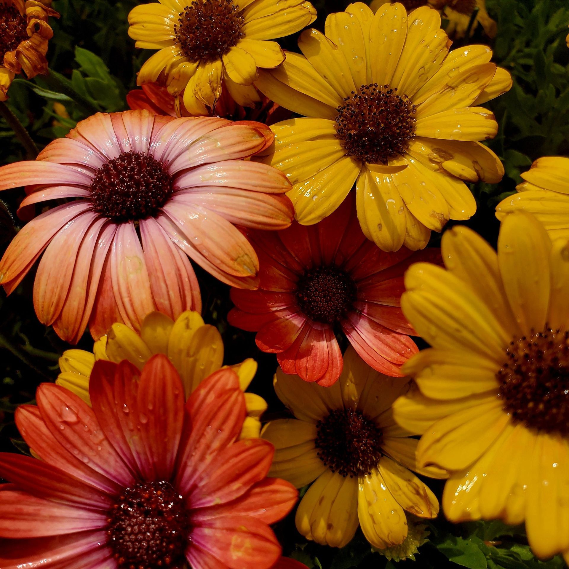 A cluster of vibrant daisies in shades of warm orange, yellow, and red with dark centers.